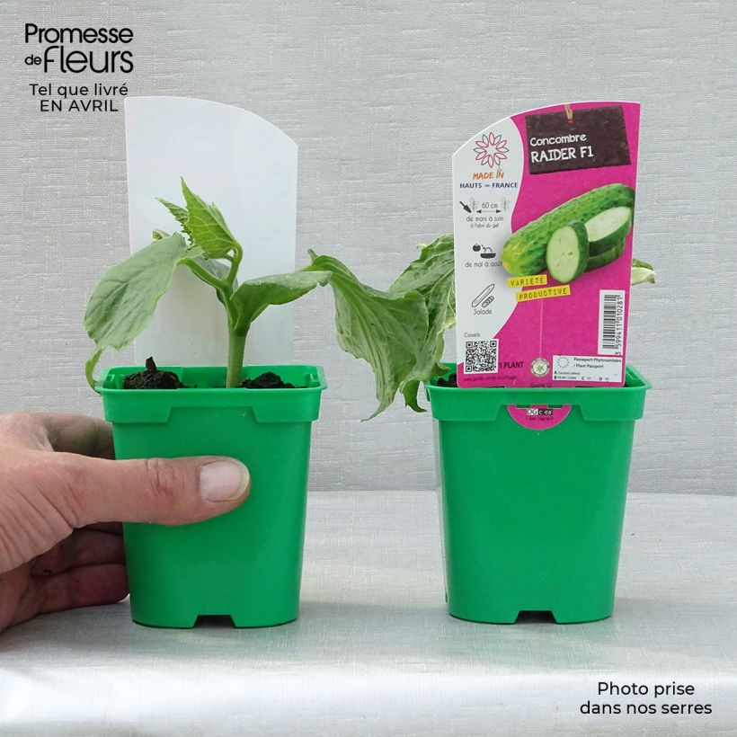 Spécimen de Concombre Raider F1 en plants Pot de 10 cm/11cm tel que livré au printemps