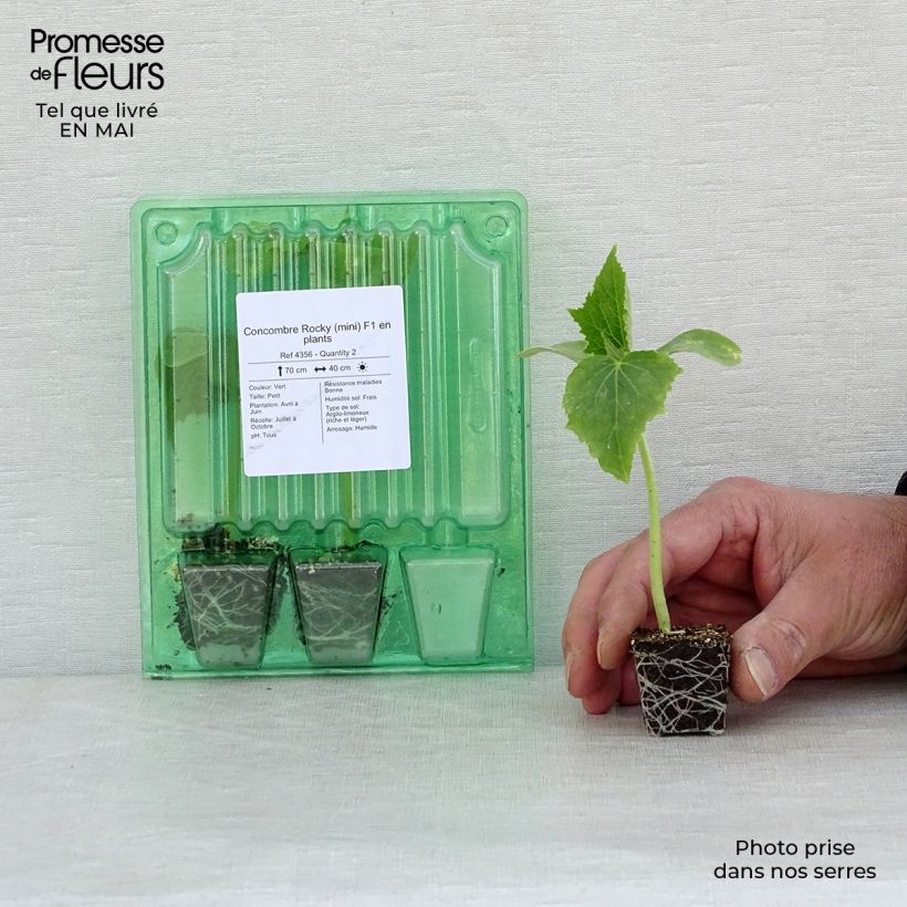 Spécimen de Concombre Rocky (mini) F1 en plants Mini-motte Ø 3/4 cm, Plant vert de 5 à 10 cm de hauteur tel que livré au printemps