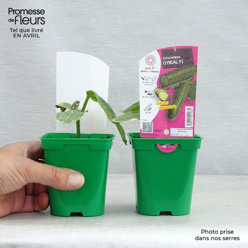 Spécimen de Concombre long Gynial F1 en plants Pot de 10 cm/11cm tel que livré au printemps