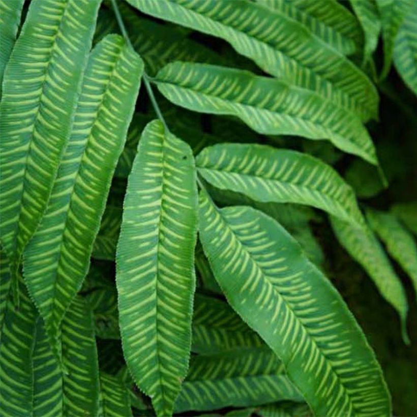 Coniogramme emeiensis - Fougère bambou (Foliage)