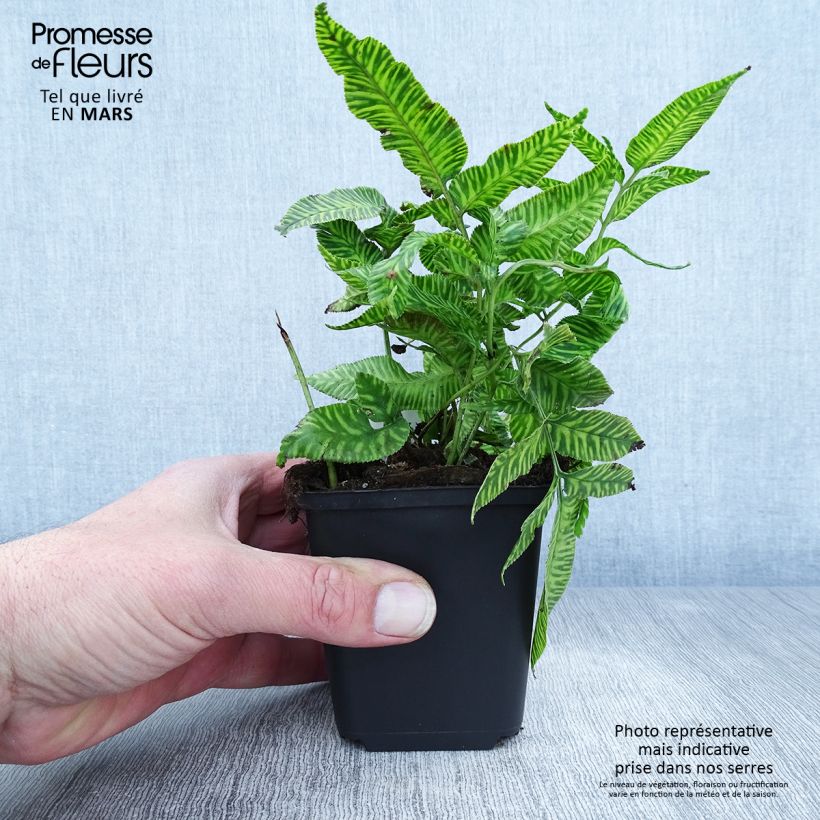 Example of Coniogramme emeiensis - Fougère bambou Godet de 8/9 cm as you get in printemps