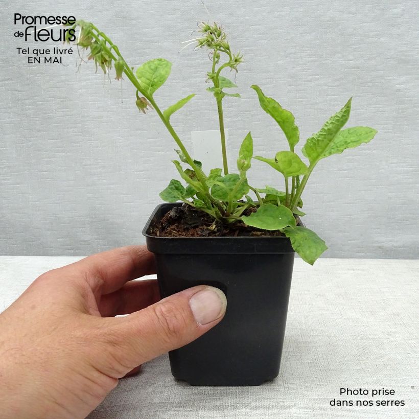 Spécimen de Consoude - Symphytum azureum Godet de 8/9 cm tel que livré au printemps