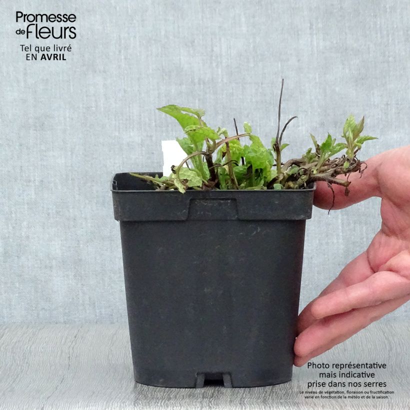 Spécimen de Consoude - Symphytum azureum Pot de 2L/3L tel que livré au printemps