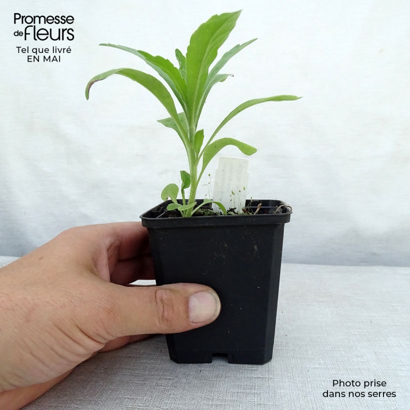 Spécimen de Consoude à grandes fleurs - Symphytum Hidcote Pink Godet de 8/9 cm tel que livré au printemps