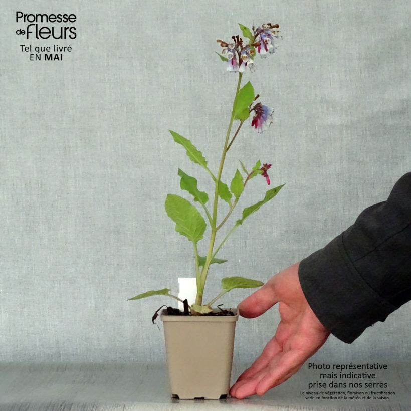Spécimen de Consoude à grandes fleurs - Symphytum Sky Blue Pink Godet de 8/9 cm tel que livré au printemps