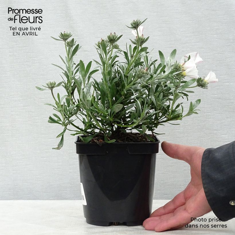 Example of Convolvulus cneorum - Liseron argenté Pot de 2L/3L as you get in printemps