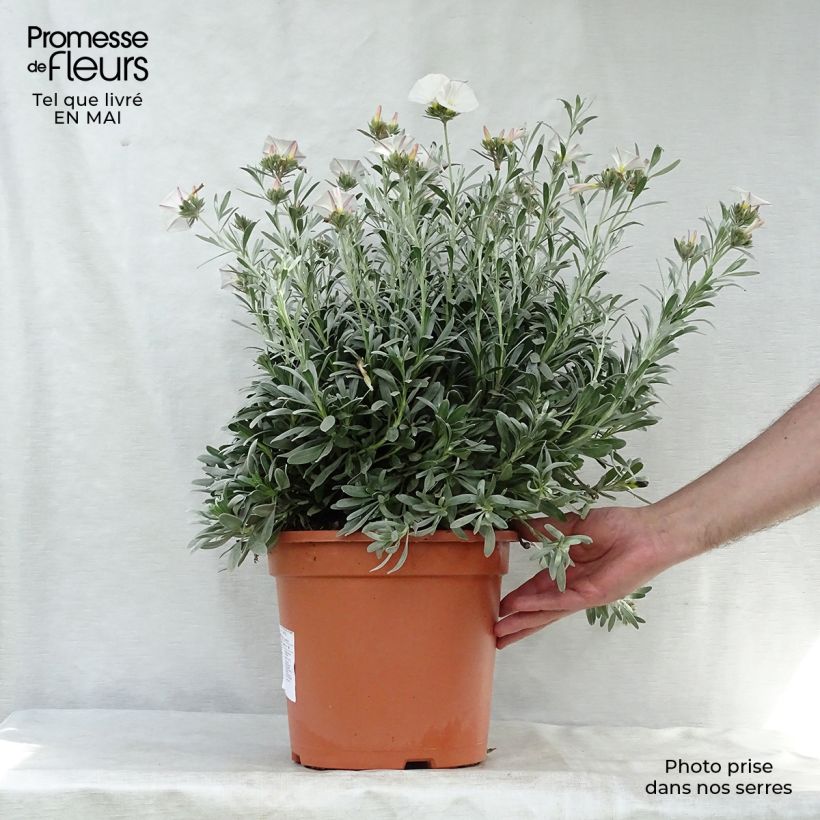 Example of Convolvulus cneorum - Liseron argenté Pot de 7,5L/10L as you get in printemps
