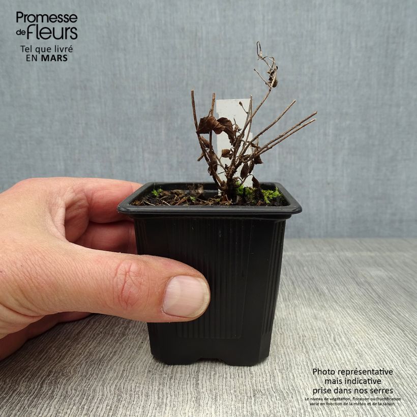 Spécimen de Convolvulus sabatius - Liseron de Mauritanie Godet de 8/9 cm tel que livré au printemps