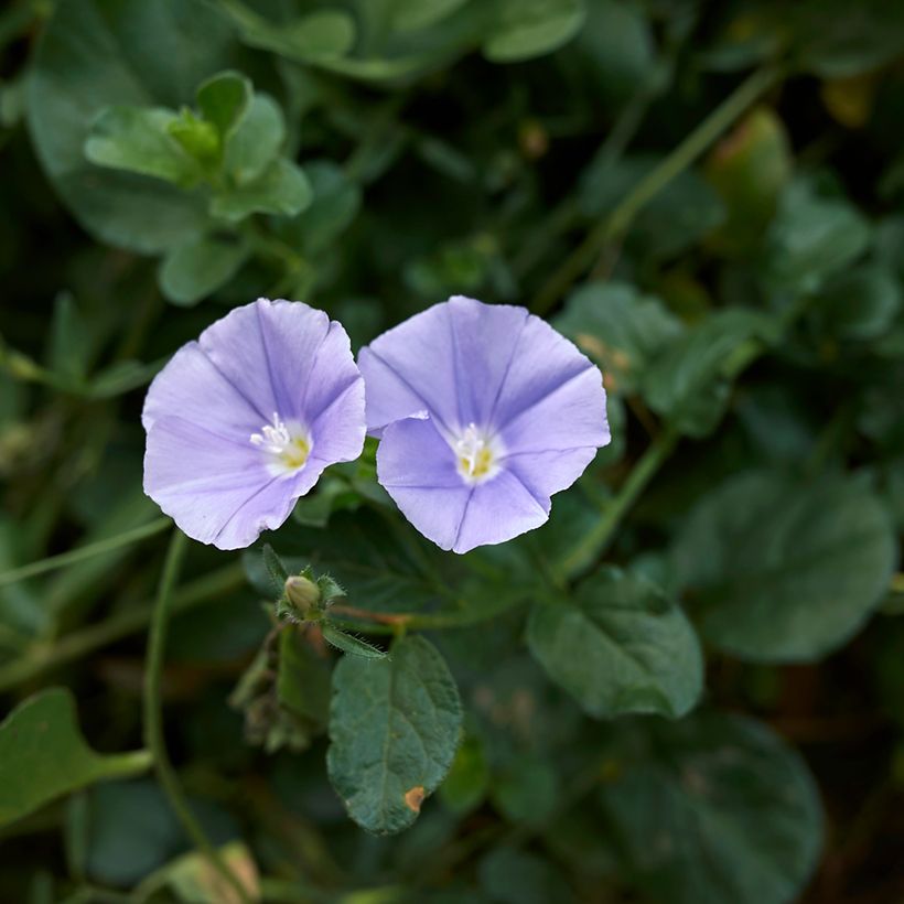 Convolvulus sabatius - Liseron de Mauritanie (Floraison)