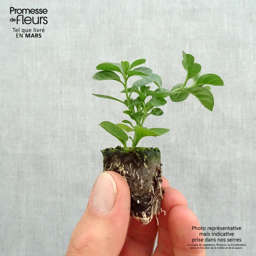 Spécimen de Convolvulus sabatius Moroccan Beauty Mini-motte Ø 3/4 cm, Plant vert de 5 à 10 cm de haut tel que livré au printemps