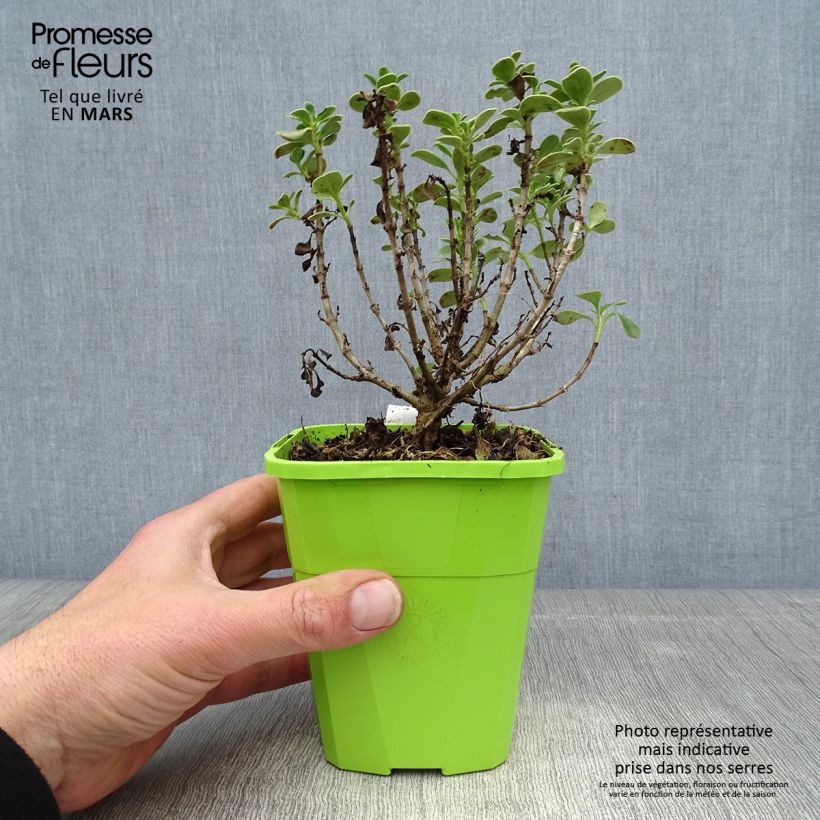 Spécimen de Coprosma Mini Mac - Plante miroir Pot de 3L/4L tel que livré au printemps