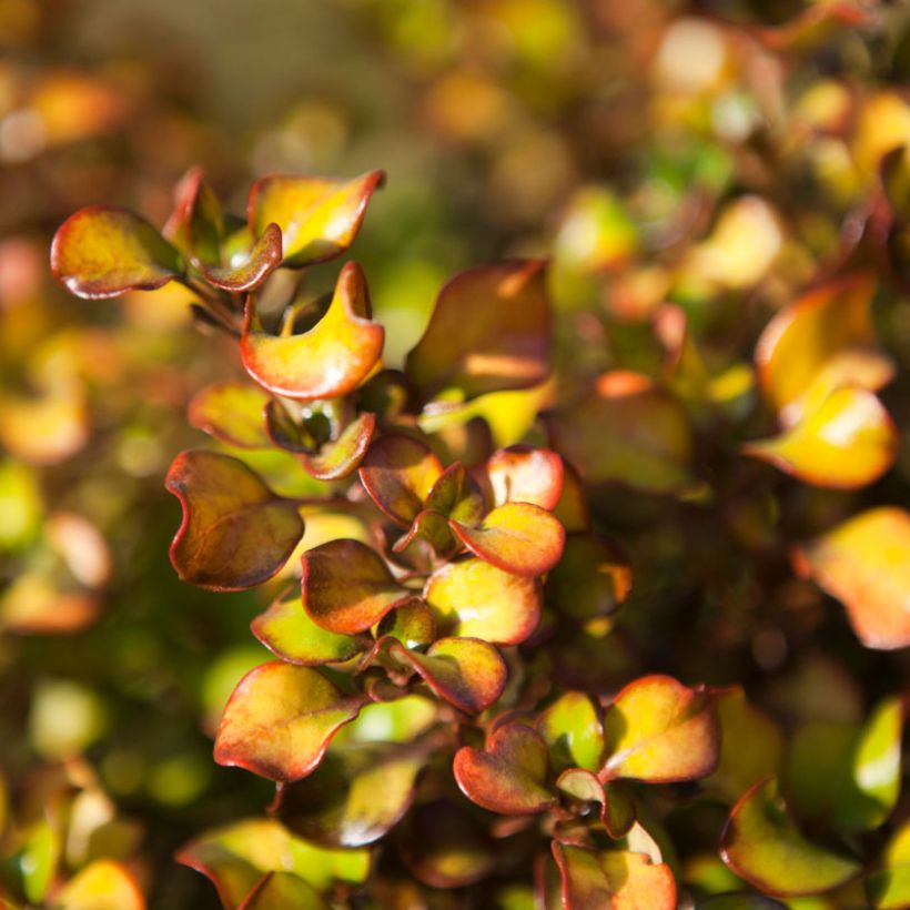 Coprosma Pina colada - Plante miroir (Feuillage)
