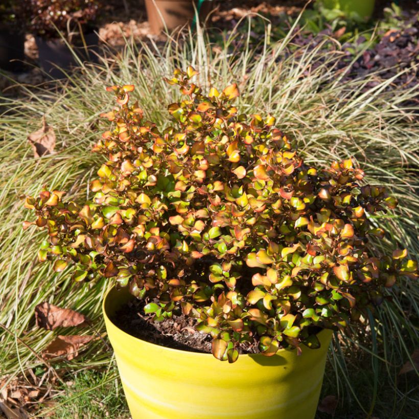 Coprosma Pina colada - Plante miroir (Port)