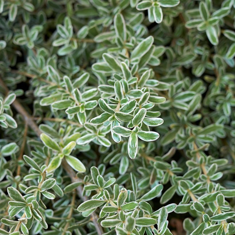 Coprosma x kirkii Variegata (Feuillage)