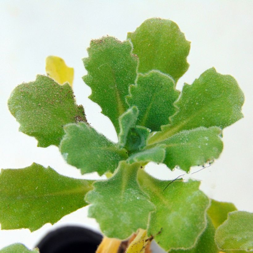 Corbeille d Argent, Arabis Caucasica Bakkely (Foliage)