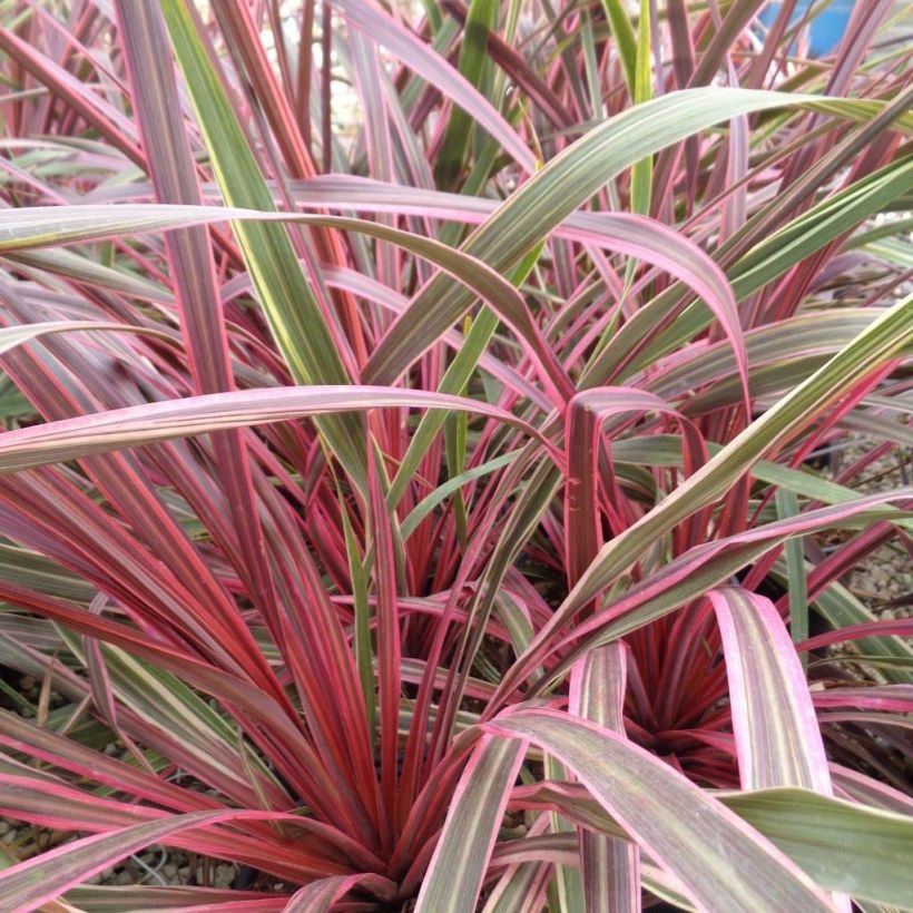 Cordyline Can Can (Plant habit)