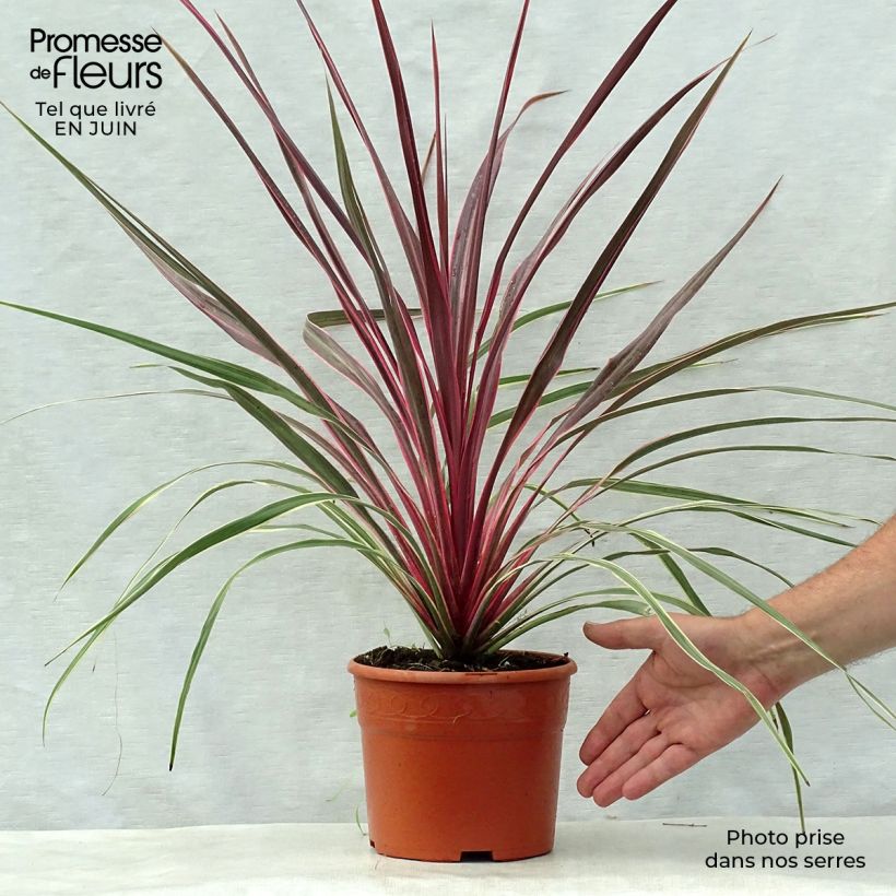 Spécimen de Cordyline Can Can Pot de 2L/3L tel que livré en été