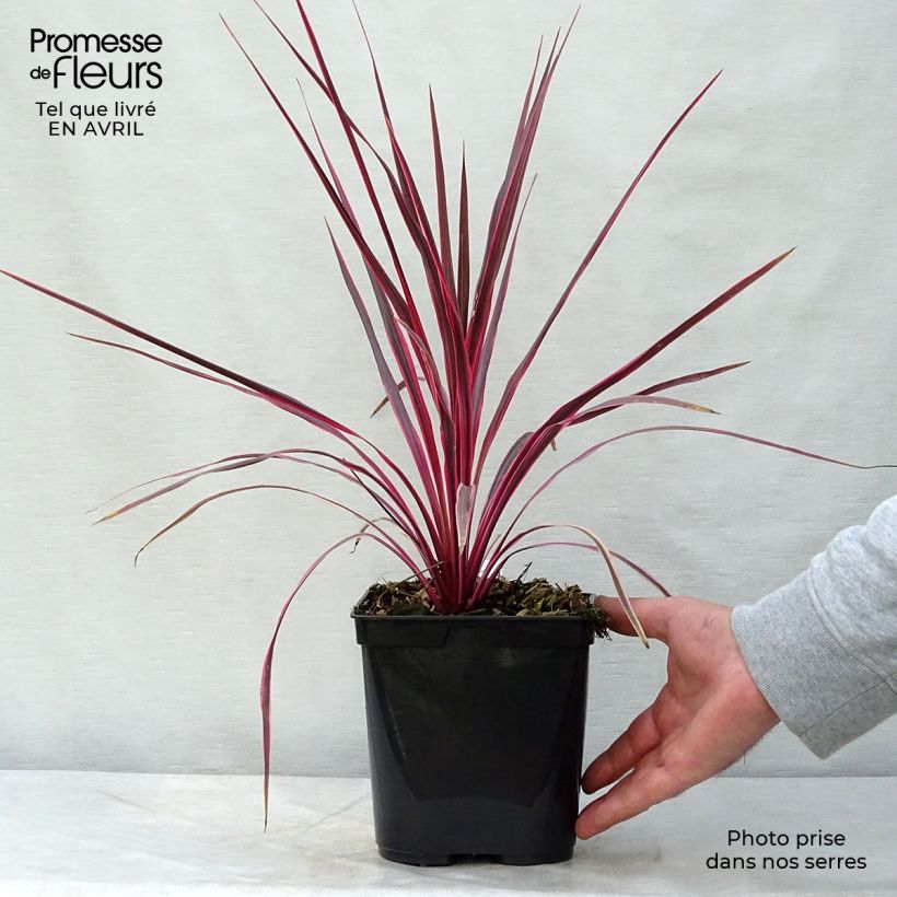 Example of Cordyline australis Cherry Sensation Pot de 2L/3L as you get in printemps