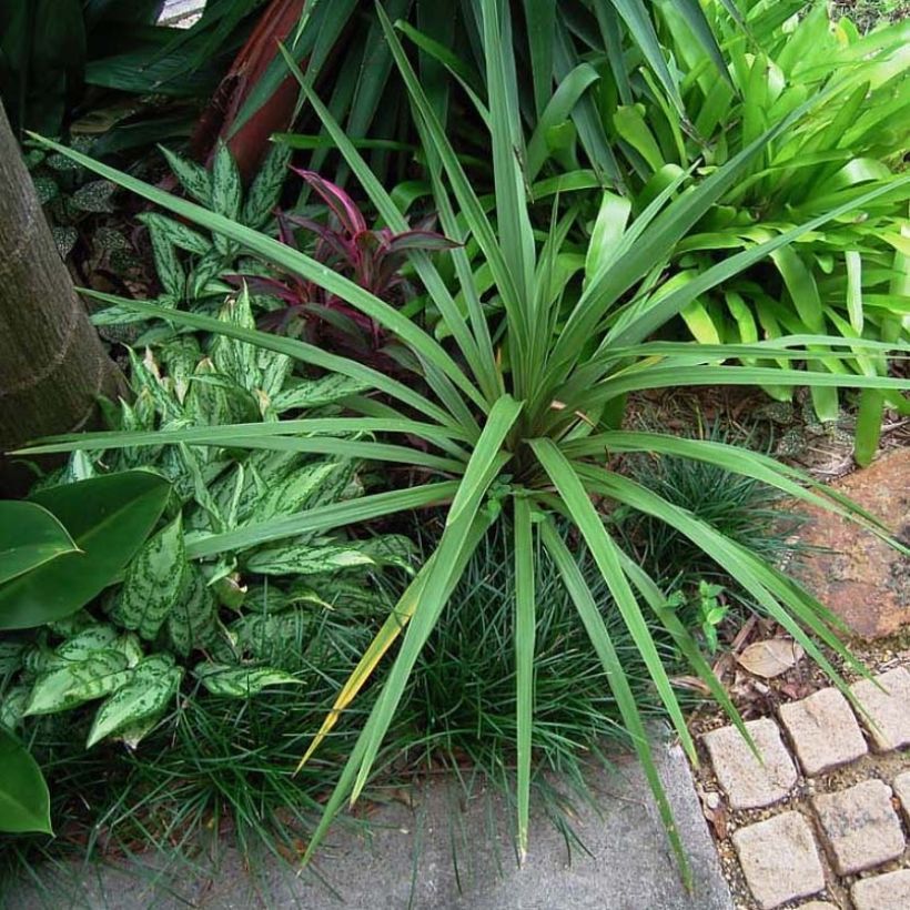 Cordyline australis Peko (Foliage)