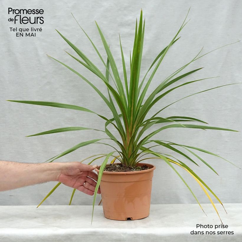 Example of Cordyline australis Peko Pot de 3L/4L as you get in printemps