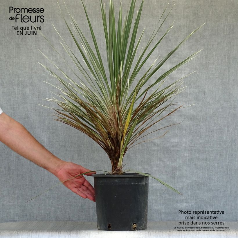 Spécimen de Cordyline australis Pink Champagne Pot de 3L/4L tel que livré en été