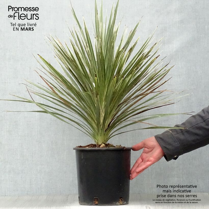Example of Cordyline australis Pink Champagne Pot de 3L/4L as you get in printemps