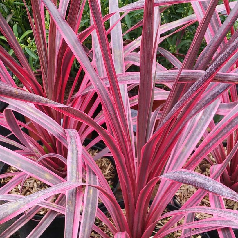 Cordyline australis Pink passion (Foliage)