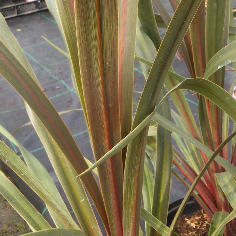 Cordyline australis Sundance (Feuillage)