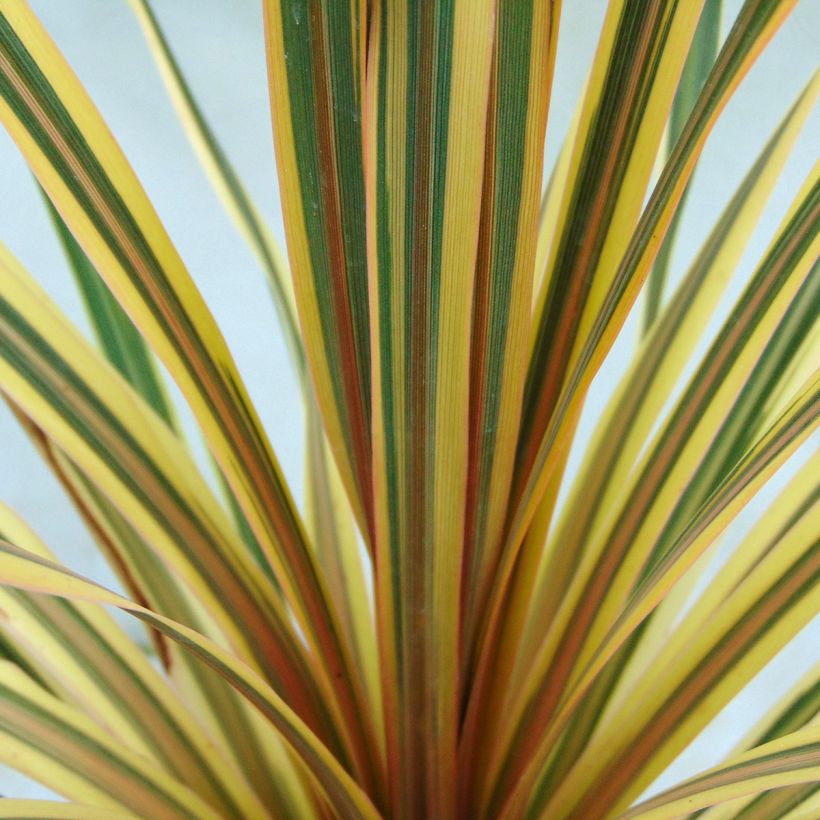 Cordyline australis Torbay Dazzler (Foliage)