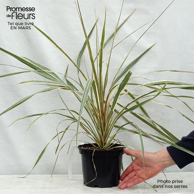 Example of Cordyline australis Torbay Dazzler Pot de 2L/3L as you get in printemps