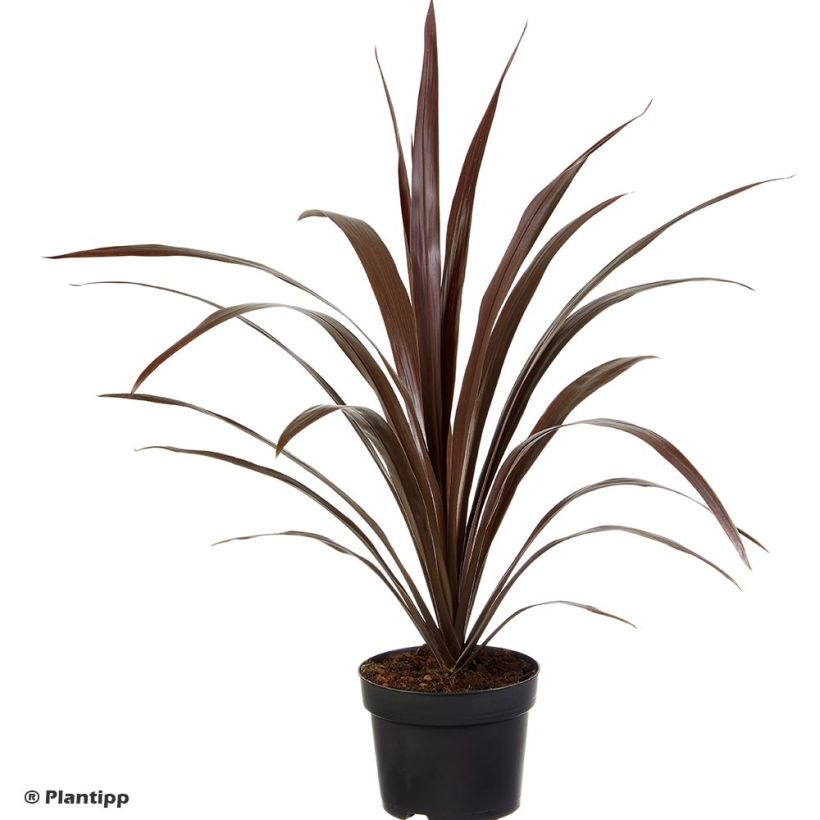 Cordyline obtecta Superstar (Plant habit)