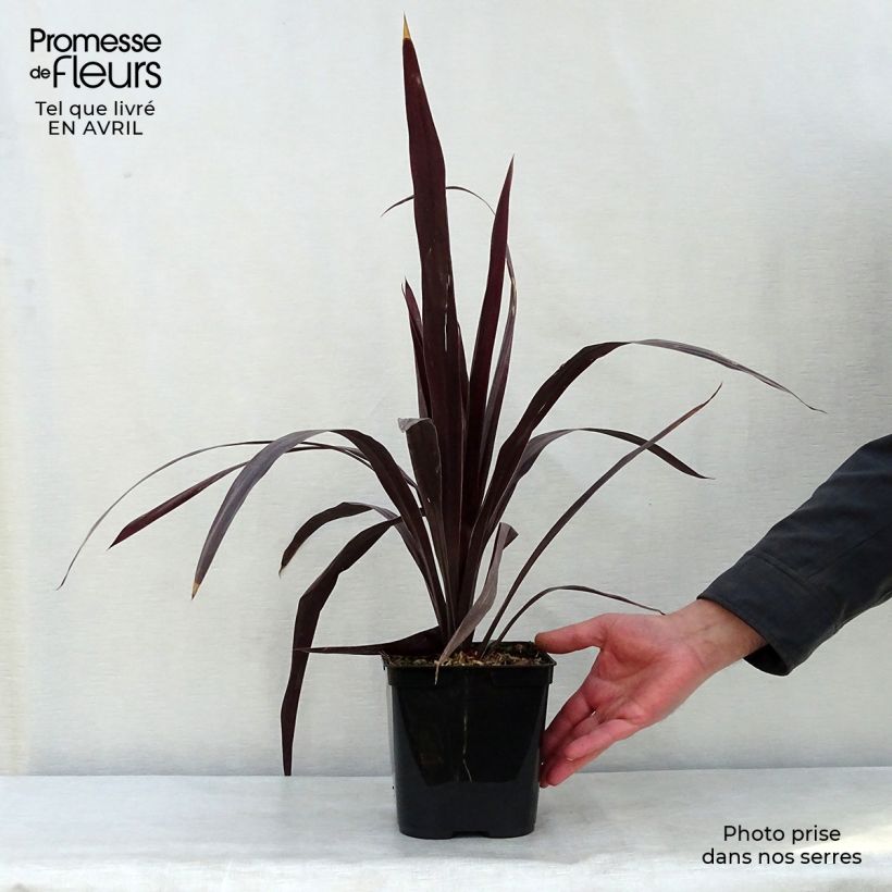 Example of Cordyline obtecta Superstar Pot de 3L/4L as you get in printemps