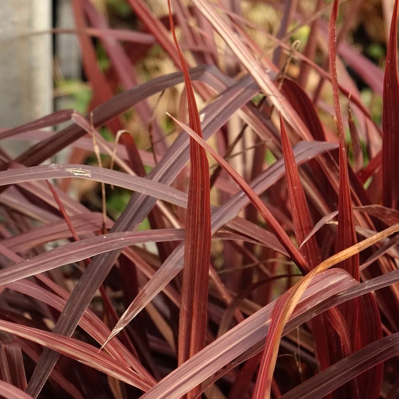 Cordyline australis Design a Line Burgundy (Feuillage)