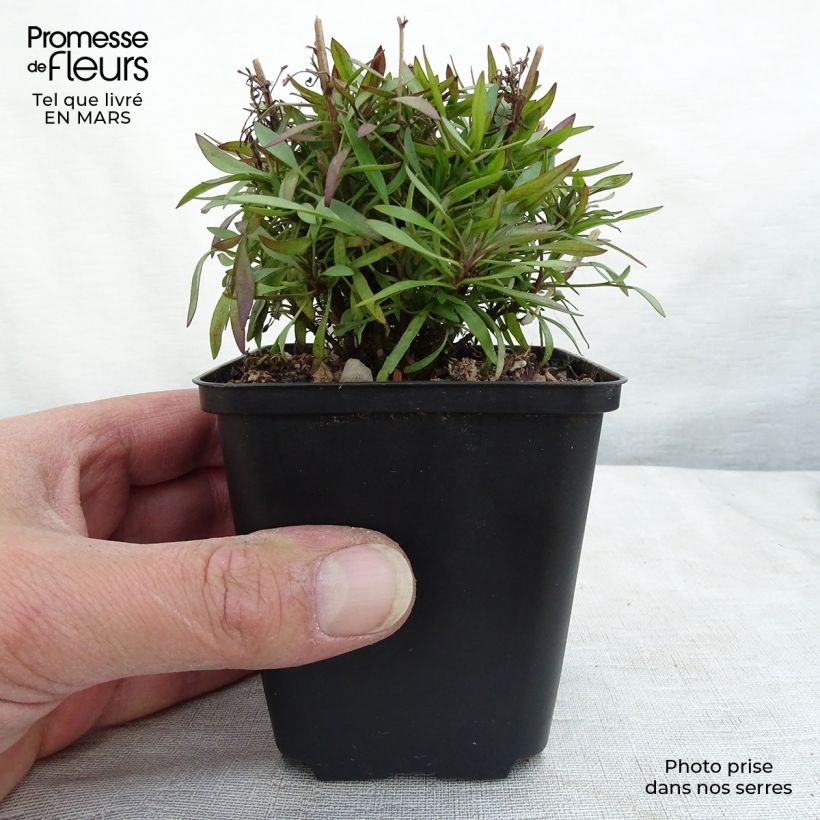 Spécimen de Coreopsis Citrine Godet de 8/9 cm tel que livré en hiver
