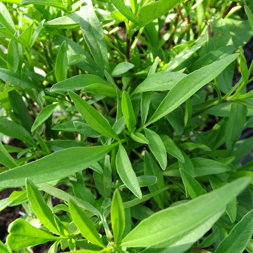 Coreopsis Full Moon Madness (Feuillage)