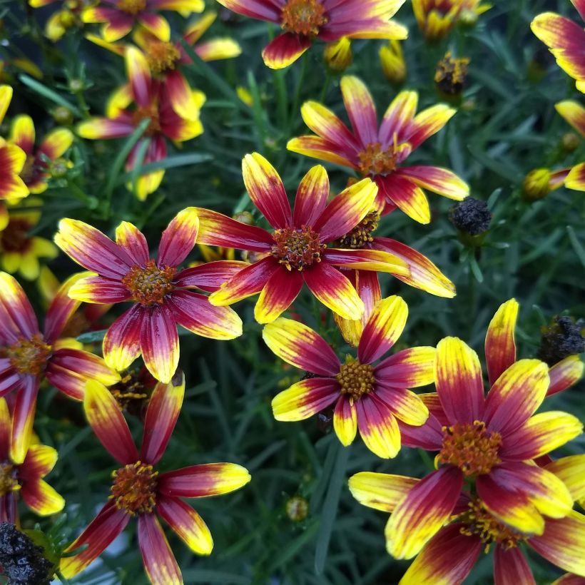 Coreopsis Honeybunch Red & Gold - Coréopsis (Floraison)