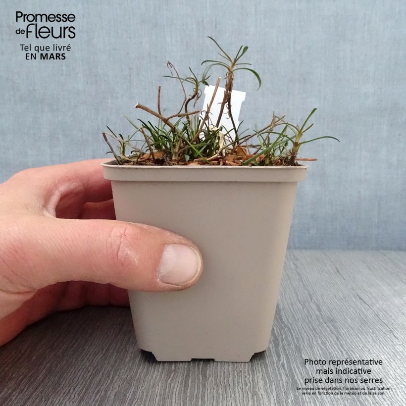 Spécimen de Coreopsis Limerock Passion - Coreopsis hybride Godet de 8/9 cm tel que livré au printemps