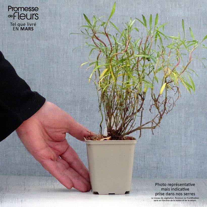 Spécimen de Coreopsis Limerock Ruby - Coreopsis rose Godet de 8/9 cm tel que livré au printemps