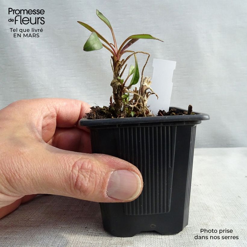 Spécimen de Coreopsis Mercury Rising Godet de 8/9 cm tel que livré au printemps