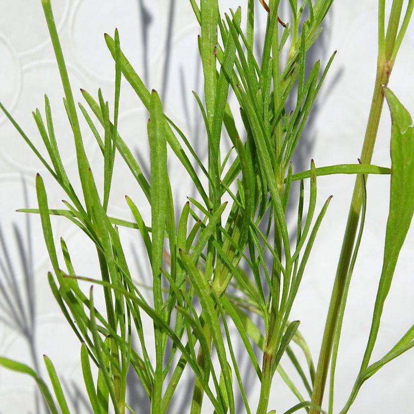 Coreopsis Red Satin (Feuillage)