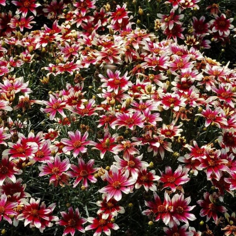 Coreopsis Sunstar Rose (Floraison)