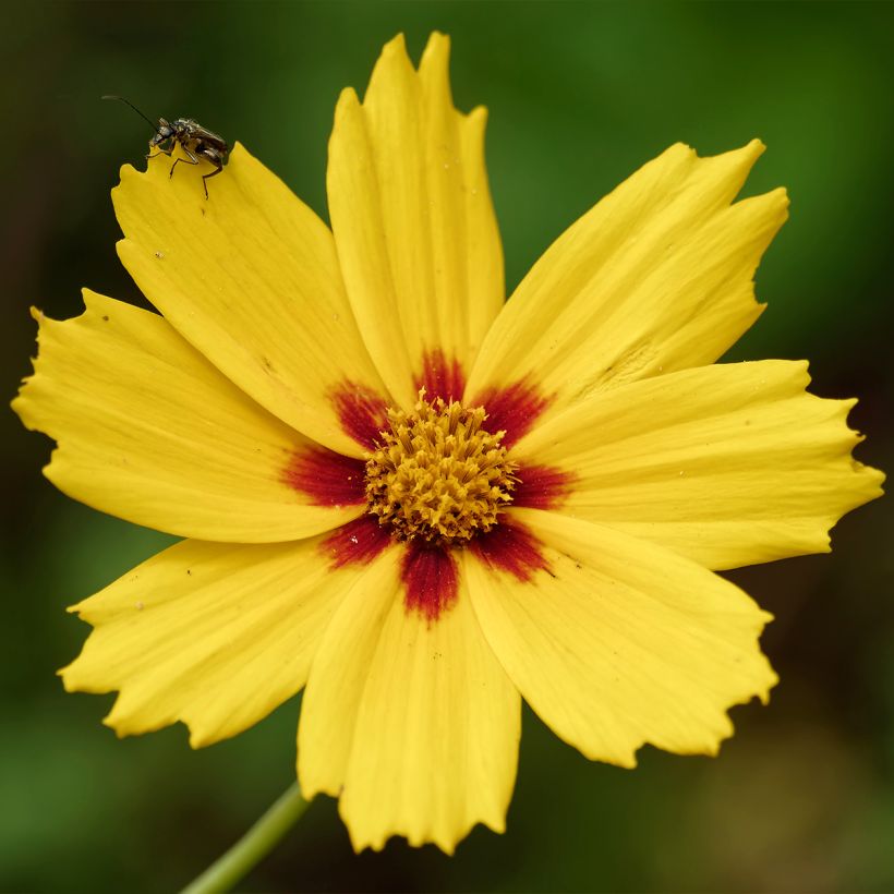 Coreopsis Tequila Sunrise (Floraison)
