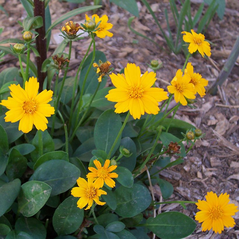 Coreopsis auriculata Elfin Gold - Coréopsis auriculé (Floraison)