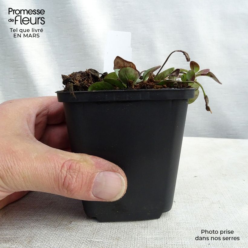 Spécimen de Coreopsis auriculata Nana - Coréopsis auriculé Godet de 8/9 cm tel que livré au printemps