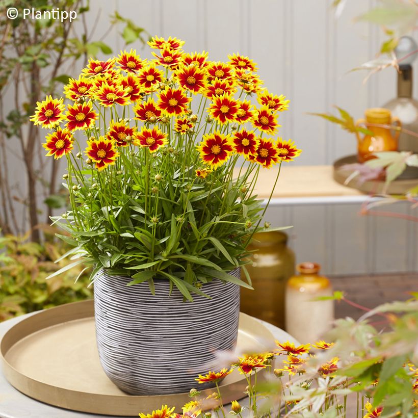 Coreopsis grandiflora Solar Jewel (Port)