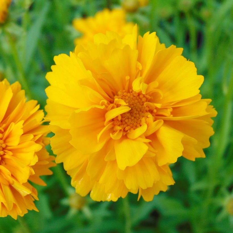 Coreopsis grandiflora Sunray - Coréopsis à grandes fleurs (Floraison)