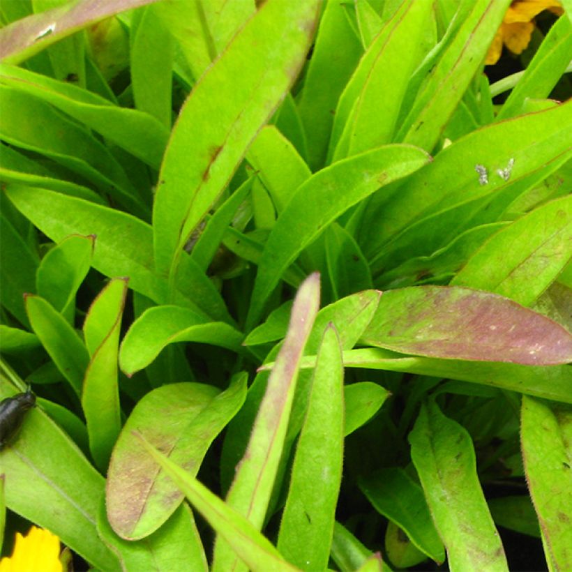 Coreopsis lanceolata Goldfink - Coréopsis à feuilles lancéolées (Feuillage)