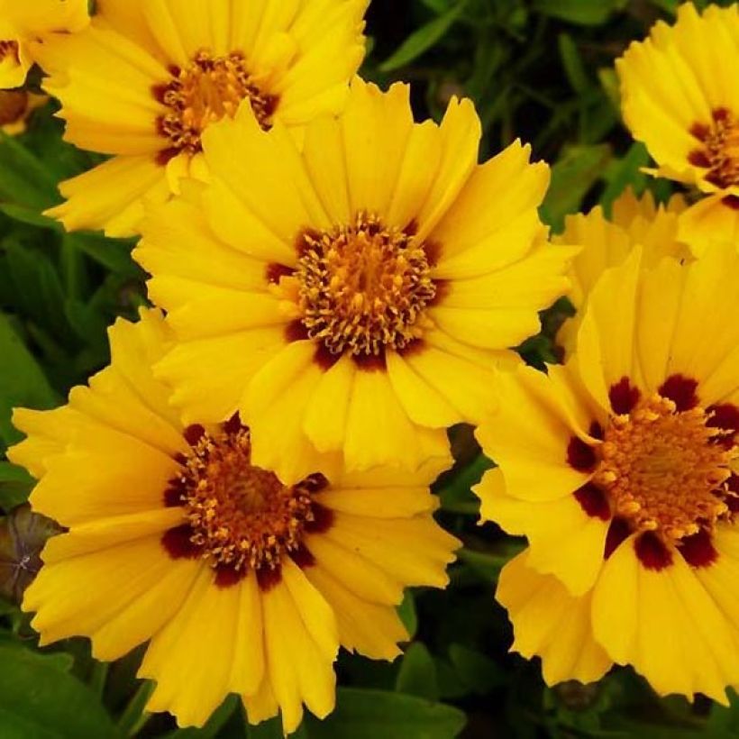 Coreopsis lanceolata Walter - Oeil de jeune fille Walter (Floraison)