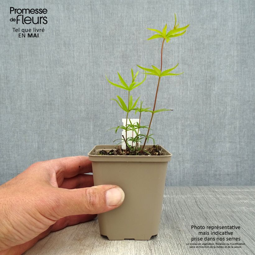 Spécimen de Coreopsis major Godet de 8/9 cm tel que livré au printemps