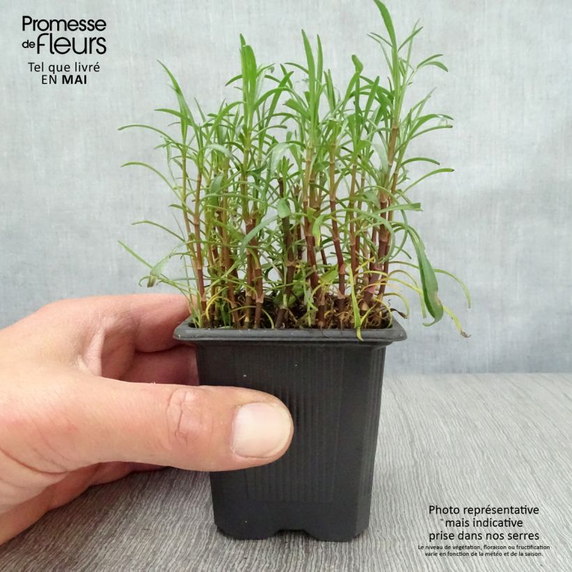 Spécimen de Coreopsis rosea Nana Godet de 8/9 cm tel que livré au printemps